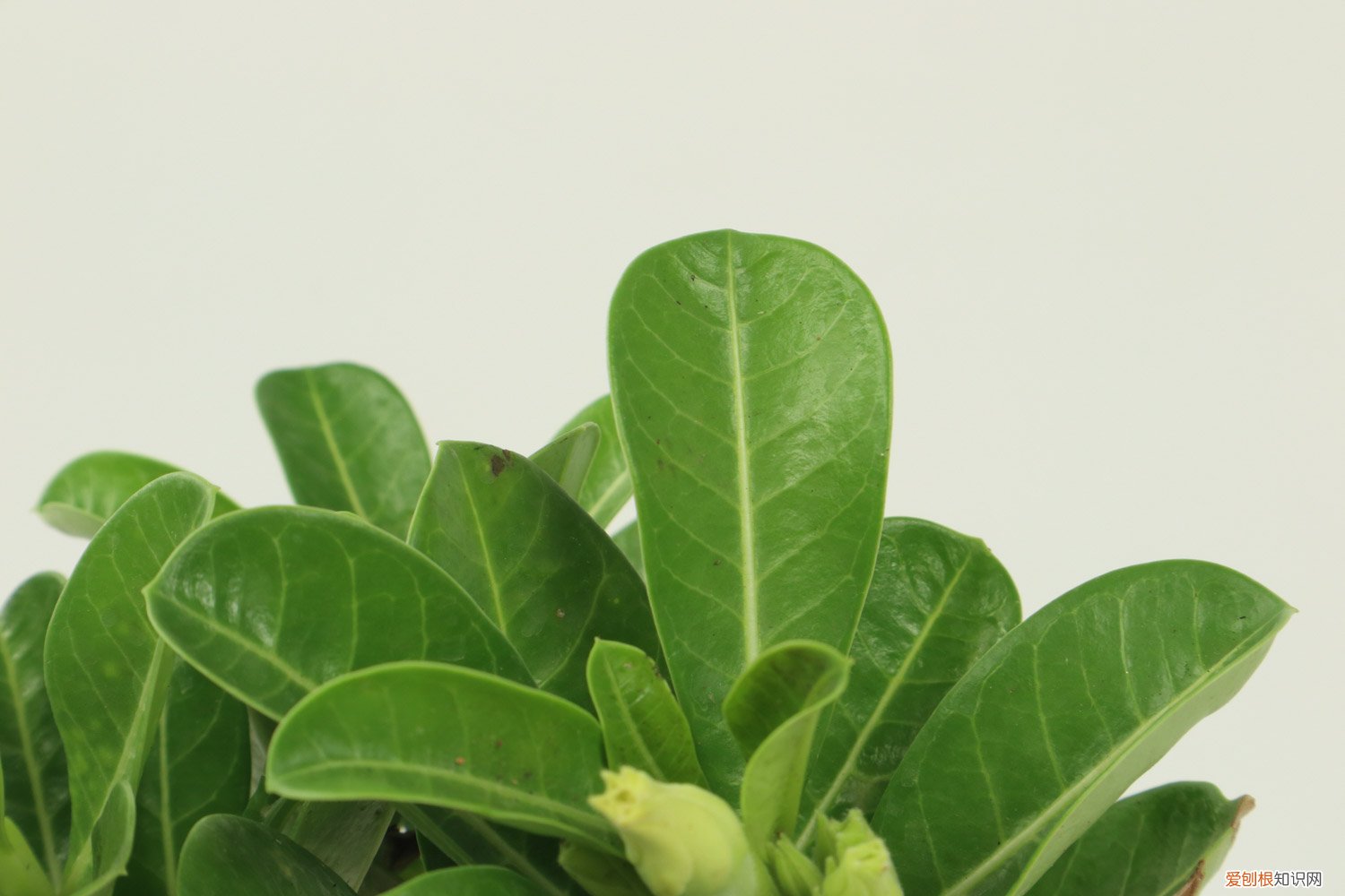 沙漠玫瑰怎样养根茎肥大 沙漠玫瑰怎样根部膨大