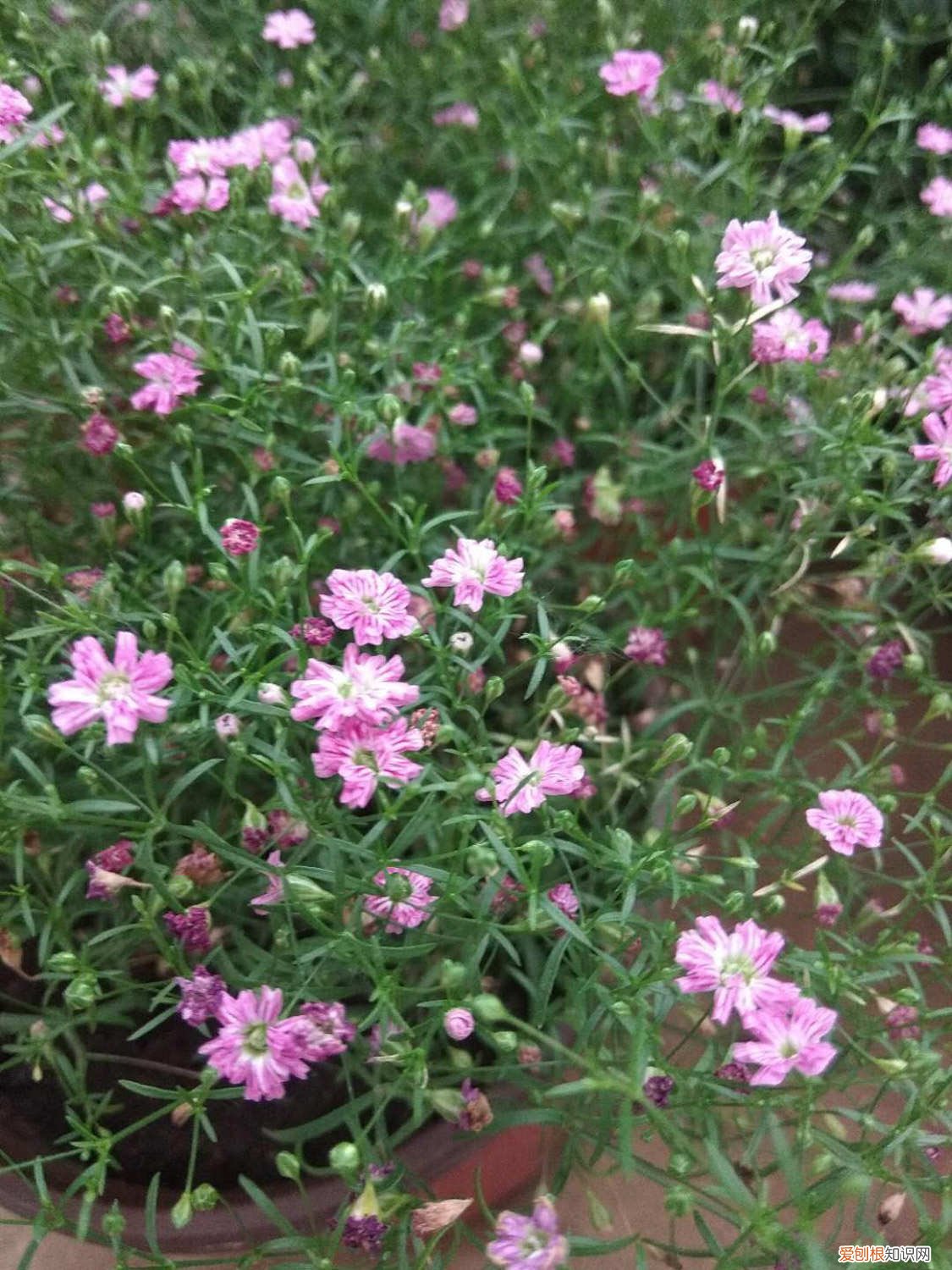 满天星发芽了怎么种植 满天星发芽后怎么养