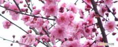 梅花怎么过冬的 梅花如何过冬