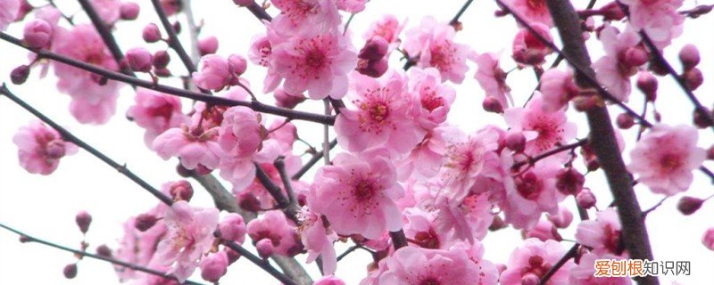 梅花怎么过冬的 梅花如何过冬