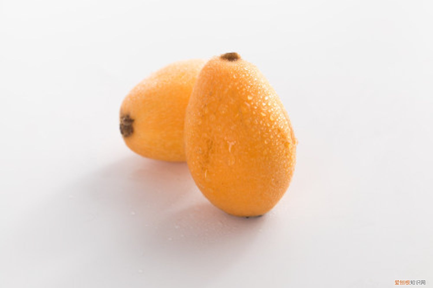 枇杷的种子可以种吗? 枇杷的种子可以种吗