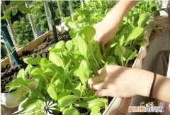 种菜需要哪几步 如何种菜—种菜的基本规划