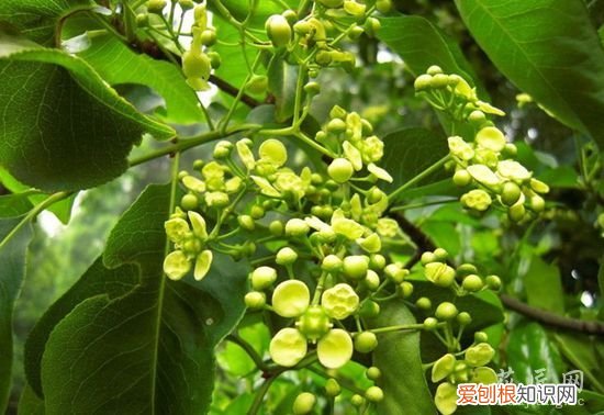 鬼羽箭的图片 鬼箭羽简介以及图片分享