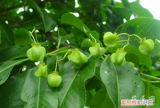 鬼羽箭的图片 鬼箭羽简介以及图片分享