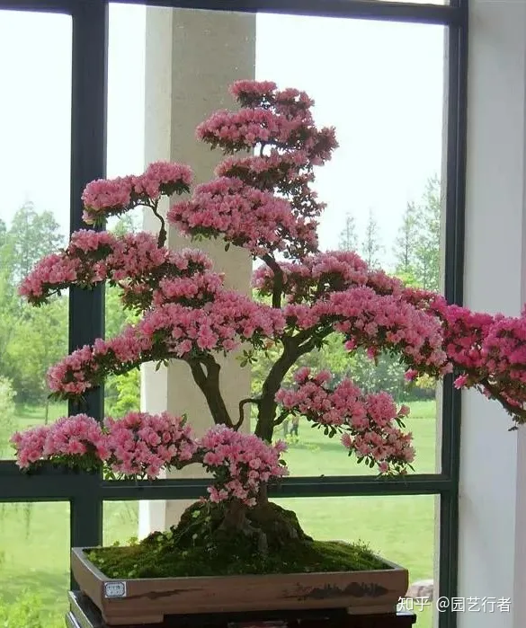 什么肥可以促进开花，家养盆栽正确施肥，才能“叶茂、花繁、果硕”