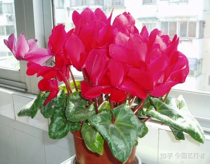什么肥可以促进开花，家养盆栽正确施肥，才能“叶茂、花繁、果硕”