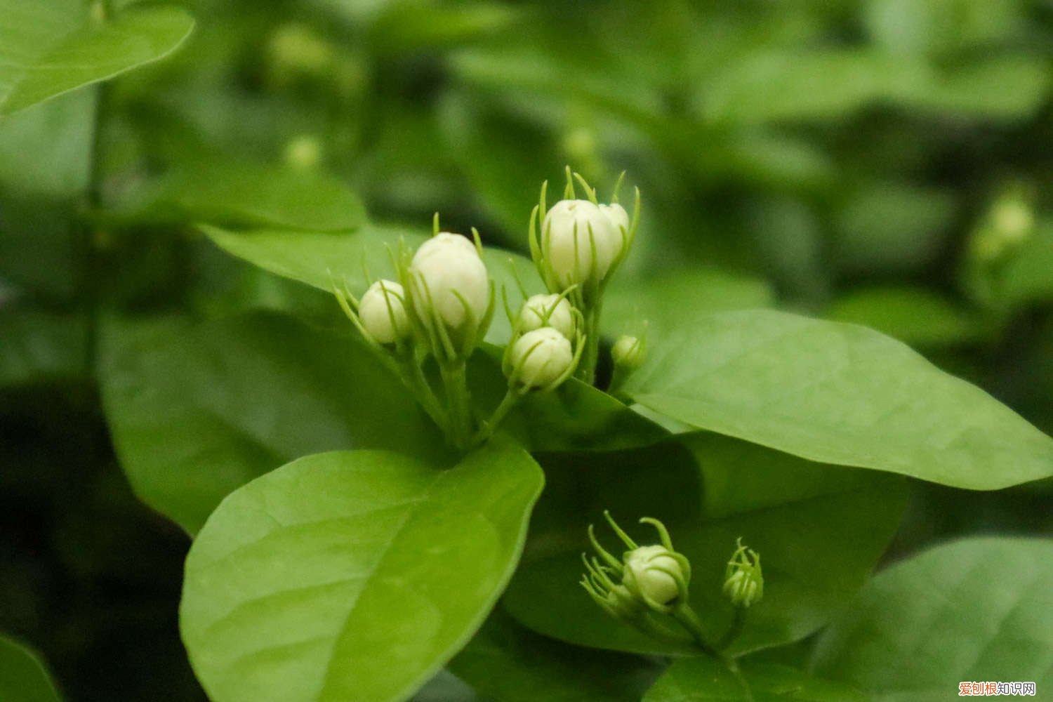 无花果啥时候插枝 无花果枝条什么时候插