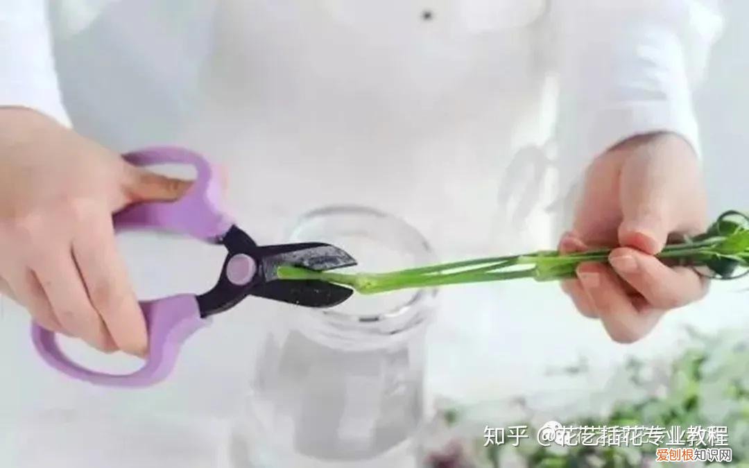 新鲜花材日常养护，鲜花养护|家庭6种常见花材详细养护方法