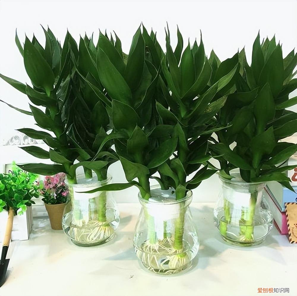 小葱用水可以养活吗，一瓶清水育葱茏——教零基础的养花小白学会培育最简单的水培植物