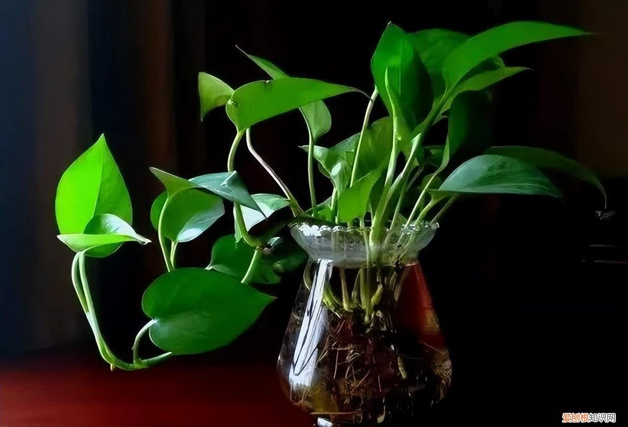 小葱用水可以养活吗，一瓶清水育葱茏——教零基础的养花小白学会培育最简单的水培植物