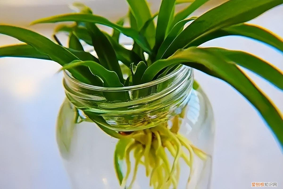 小葱用水可以养活吗，一瓶清水育葱茏——教零基础的养花小白学会培育最简单的水培植物