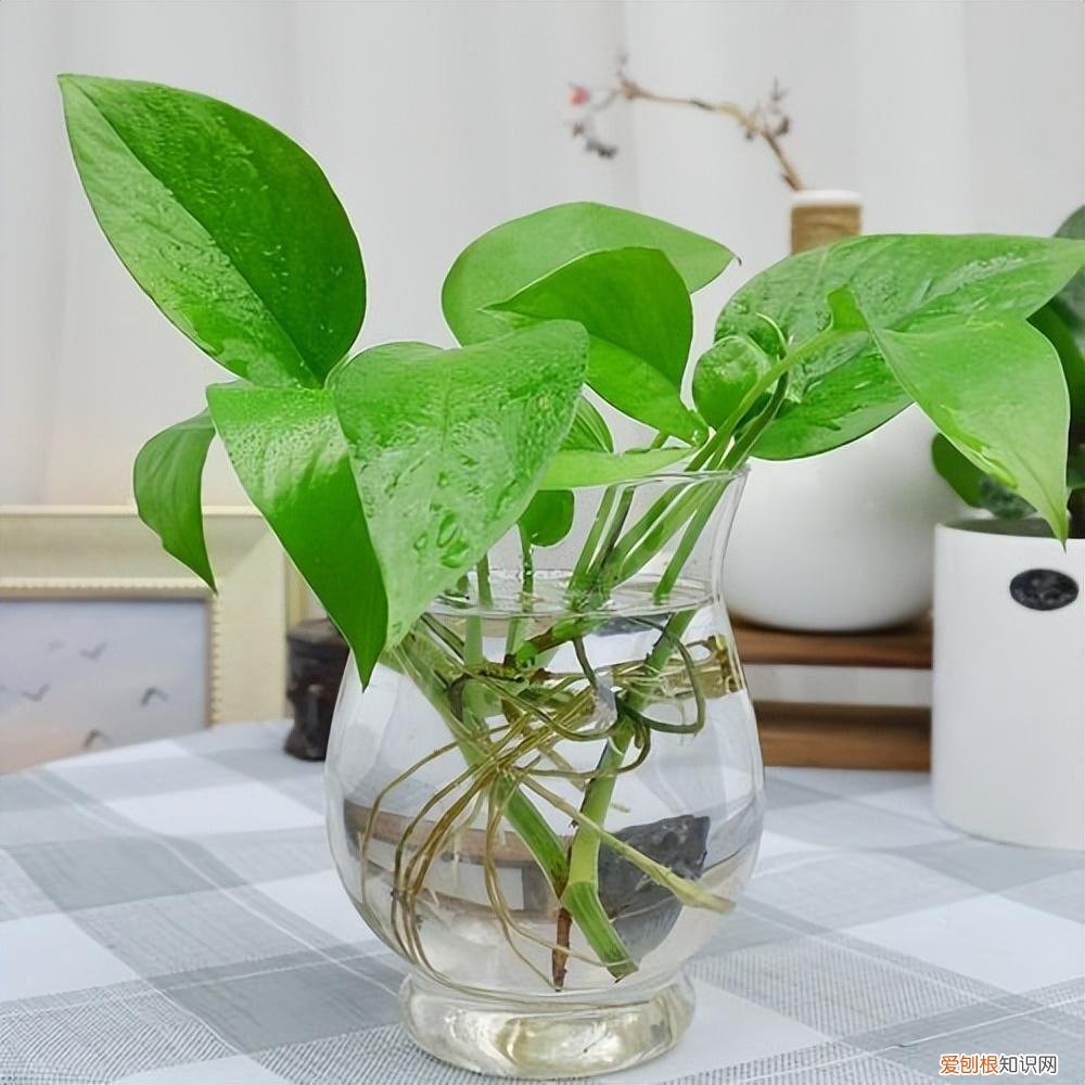 小葱用水可以养活吗，一瓶清水育葱茏——教零基础的养花小白学会培育最简单的水培植物