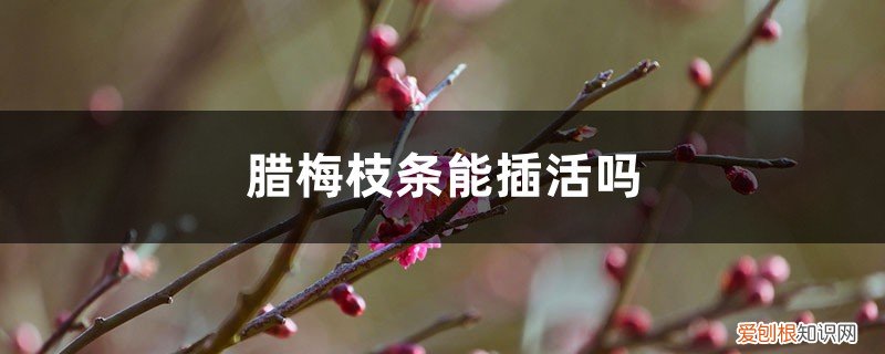 腊梅枝能不能插活 腊梅枝条能插活吗