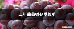 树葡萄修剪时间 三年葡萄树冬季修剪