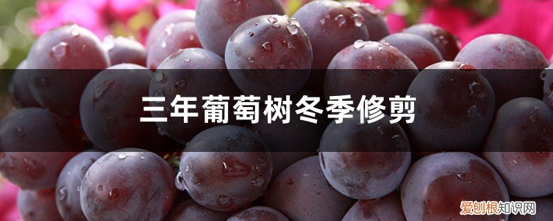 树葡萄修剪时间 三年葡萄树冬季修剪