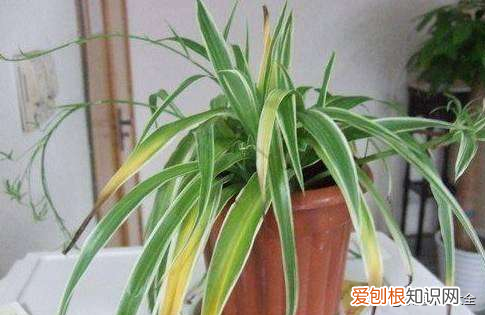 新手养什么花好活,新手养花难,搞懂这6点,其实很简单