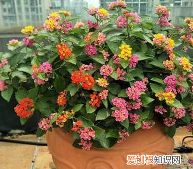 新手养什么花好活,新手养花难,搞懂这6点,其实很简单