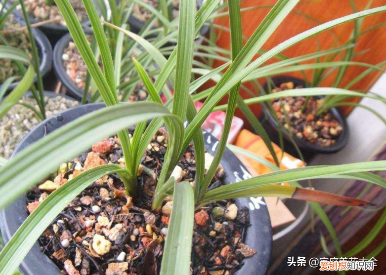 新手养什么花好活,新手养花难,搞懂这6点,其实很简单