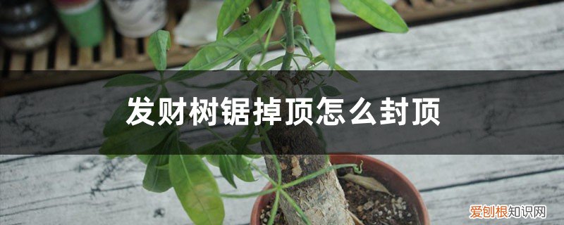 发财树锯掉一截封顶方法图 发财树锯掉顶怎么封顶