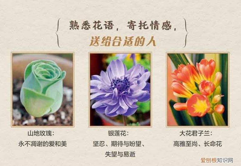 家庭养花大全下载，《零基础学养花》送给新手的家庭花草养护宝典，打造你的世外桃源