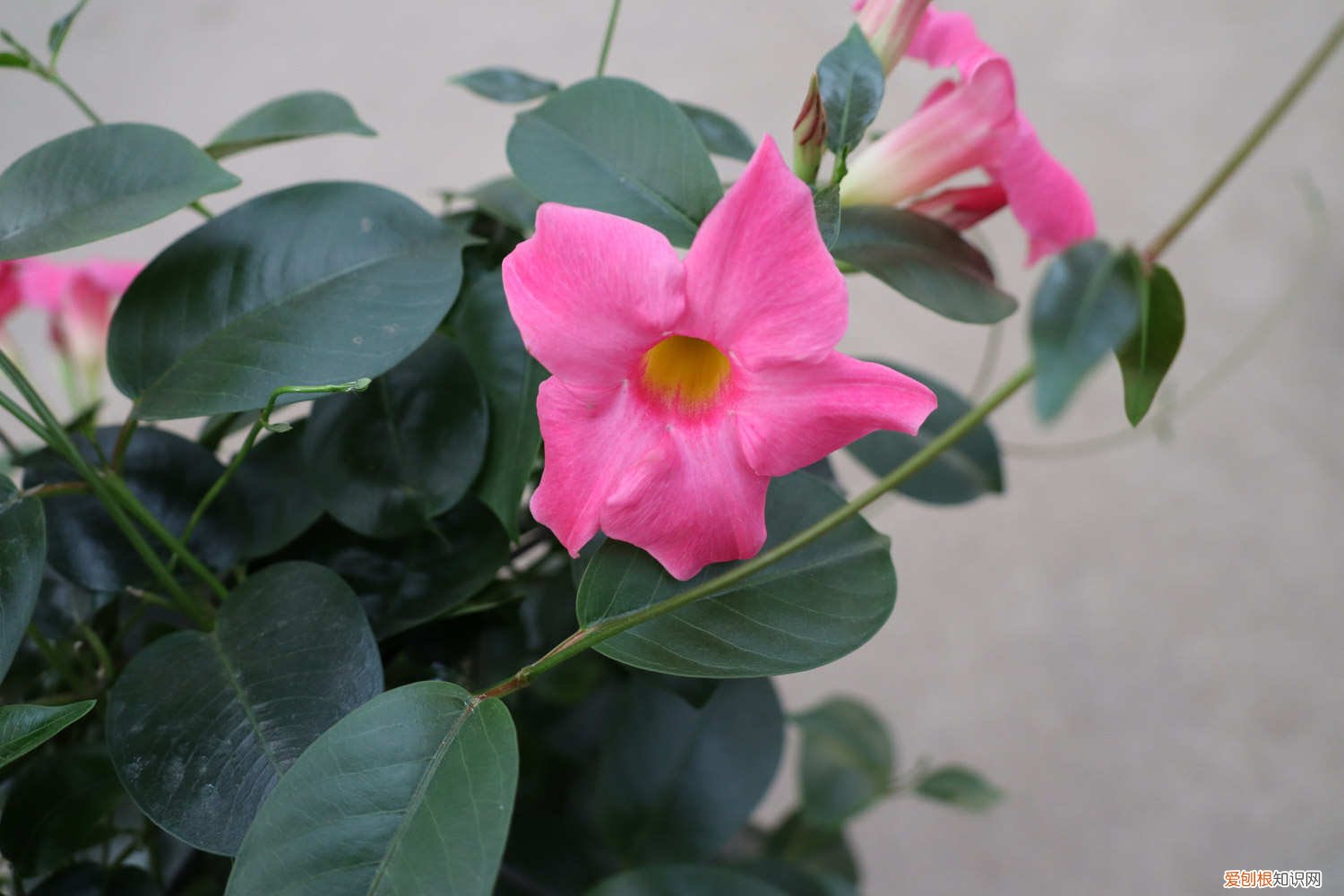 飘香藤怎么插 飘香藤如何搭架