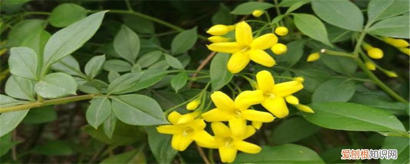 探春的修剪方法 探春花修剪方法