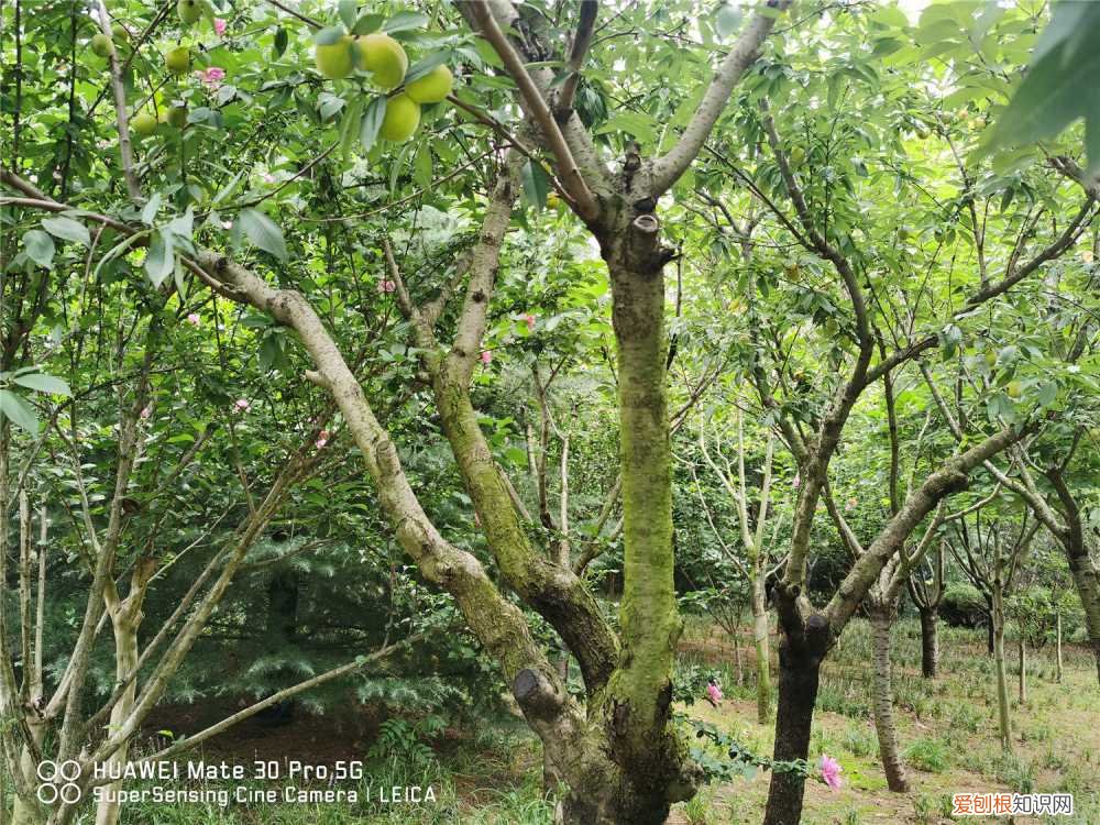桃树浇水的最佳时间是 桃树浇水的最佳时间