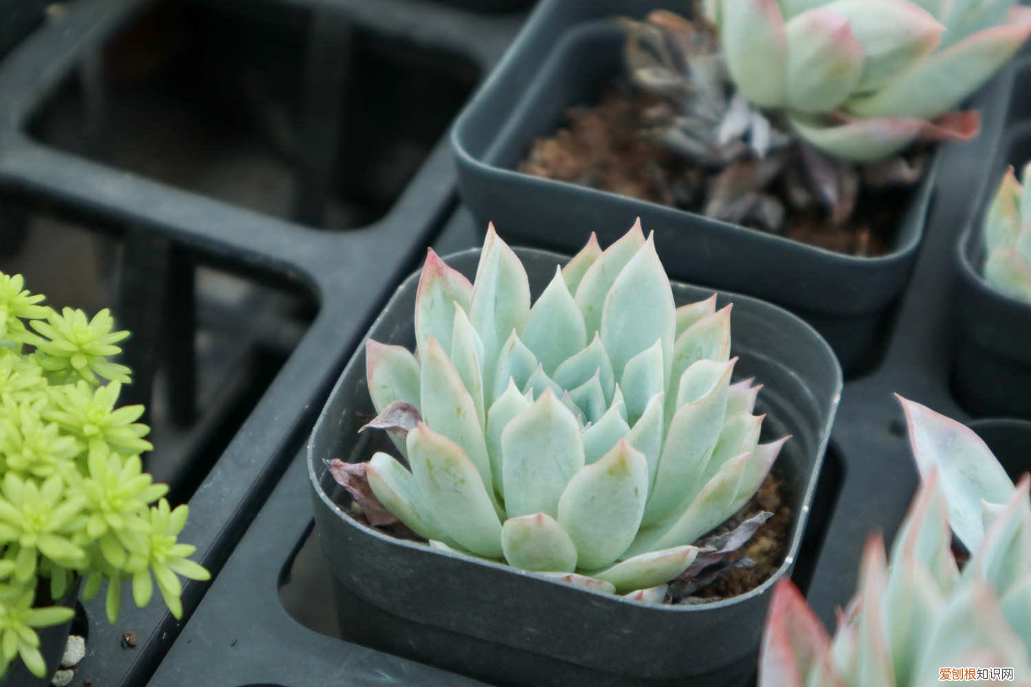 紫罗兰女王多肉怎么养