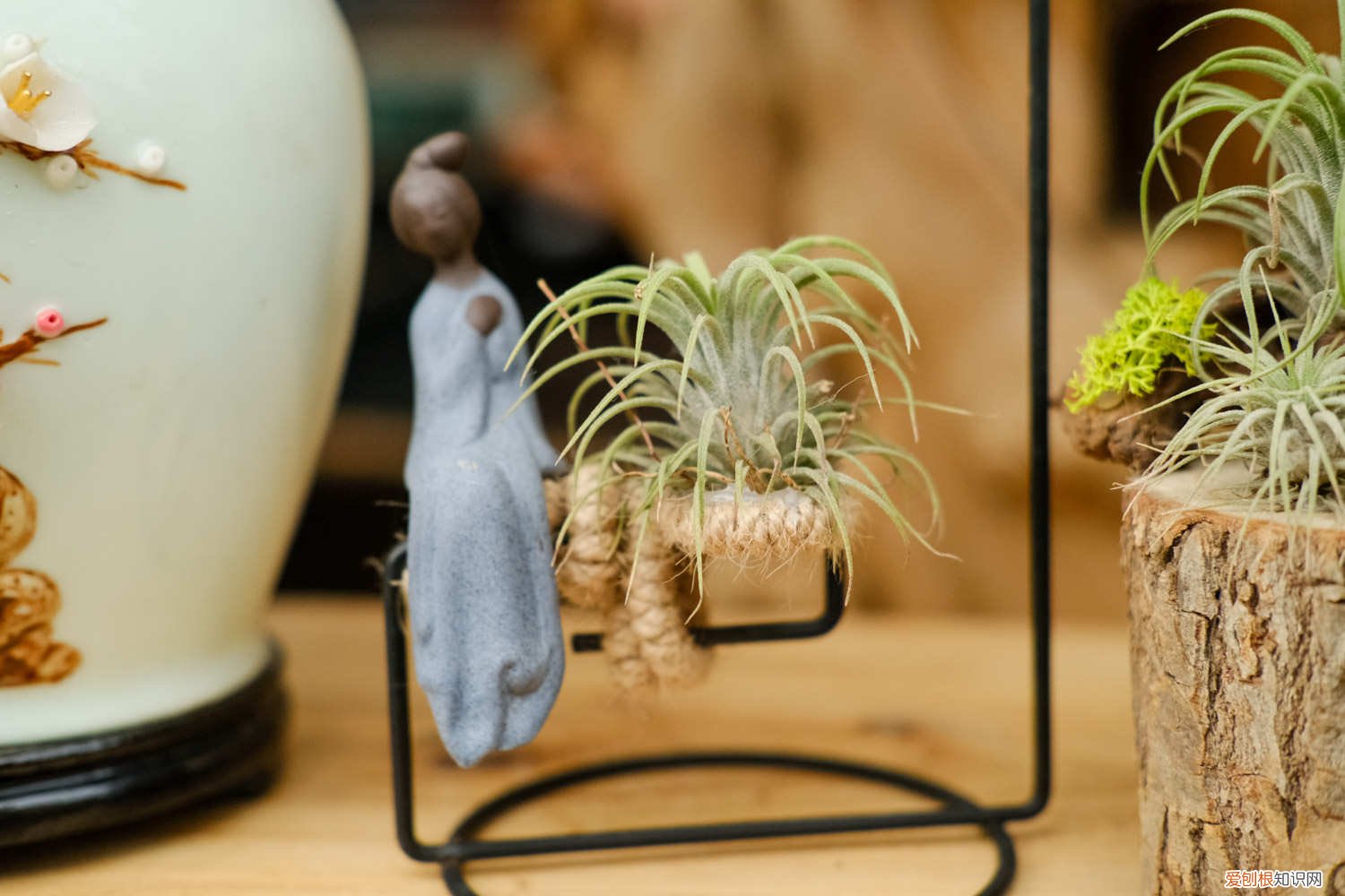 空气凤梨叶子可以繁殖吗 空气凤梨怎么繁殖