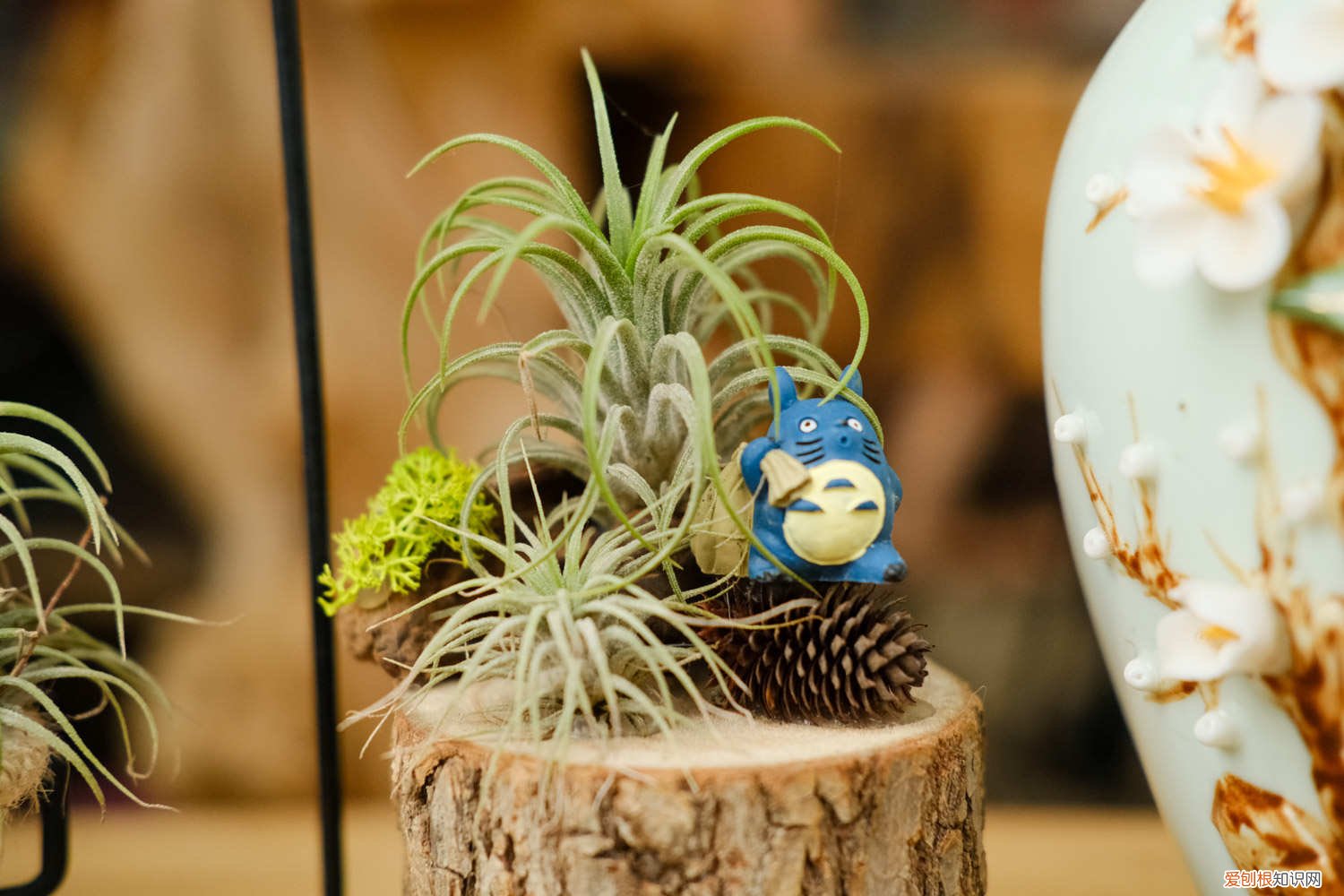 空气凤梨叶子可以繁殖吗 空气凤梨怎么繁殖