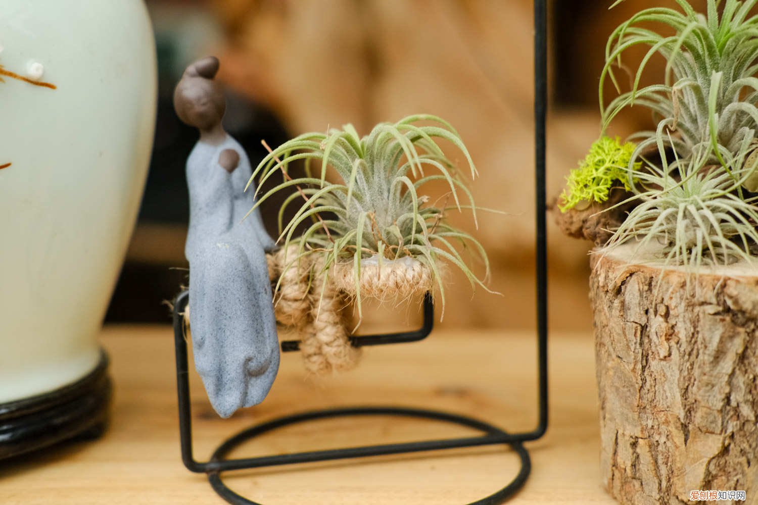 空气凤梨叶子可以繁殖吗 空气凤梨怎么繁殖