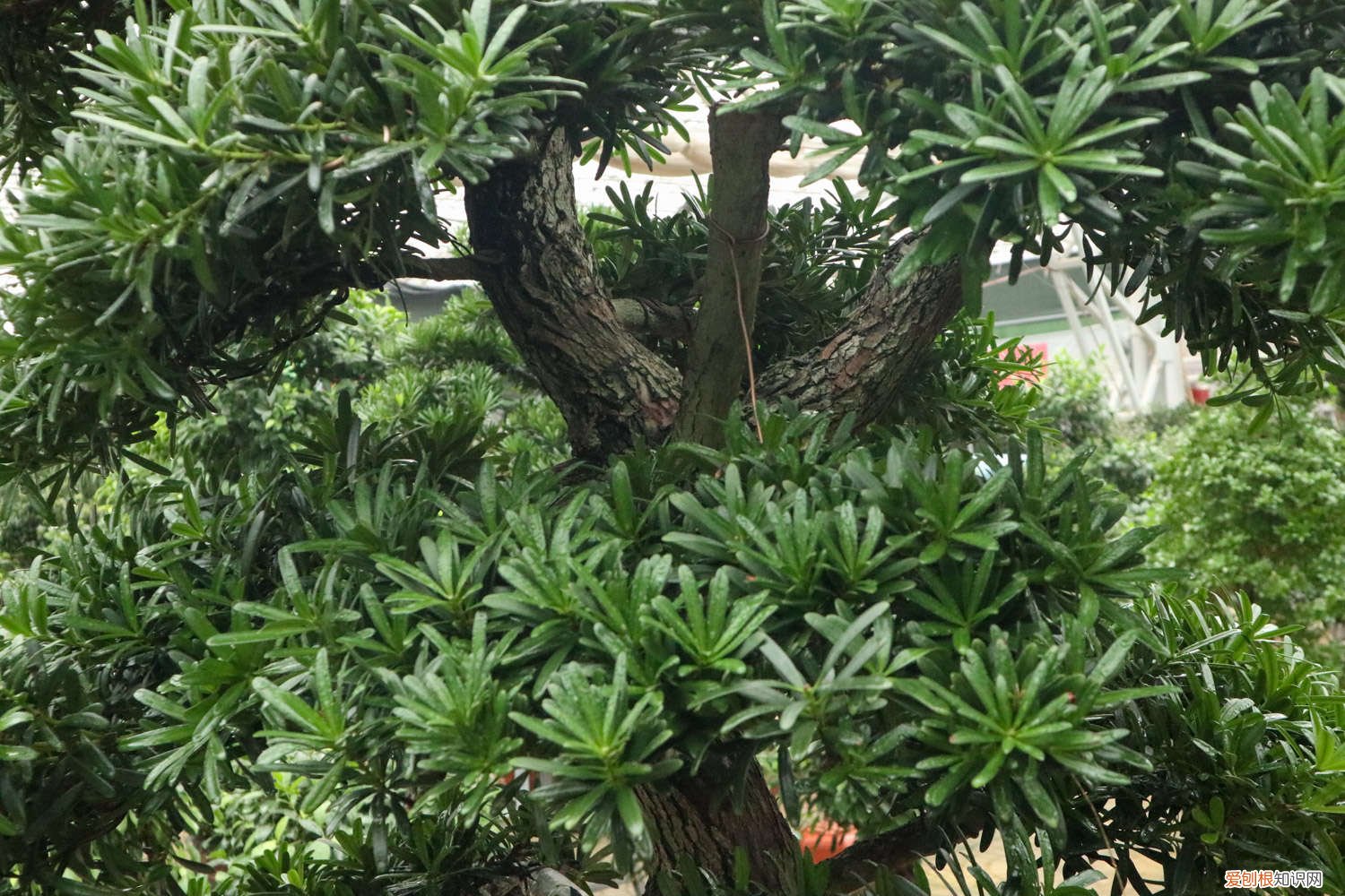 罗汉松怎样才能长粗 罗汉松怎样长粗不长高