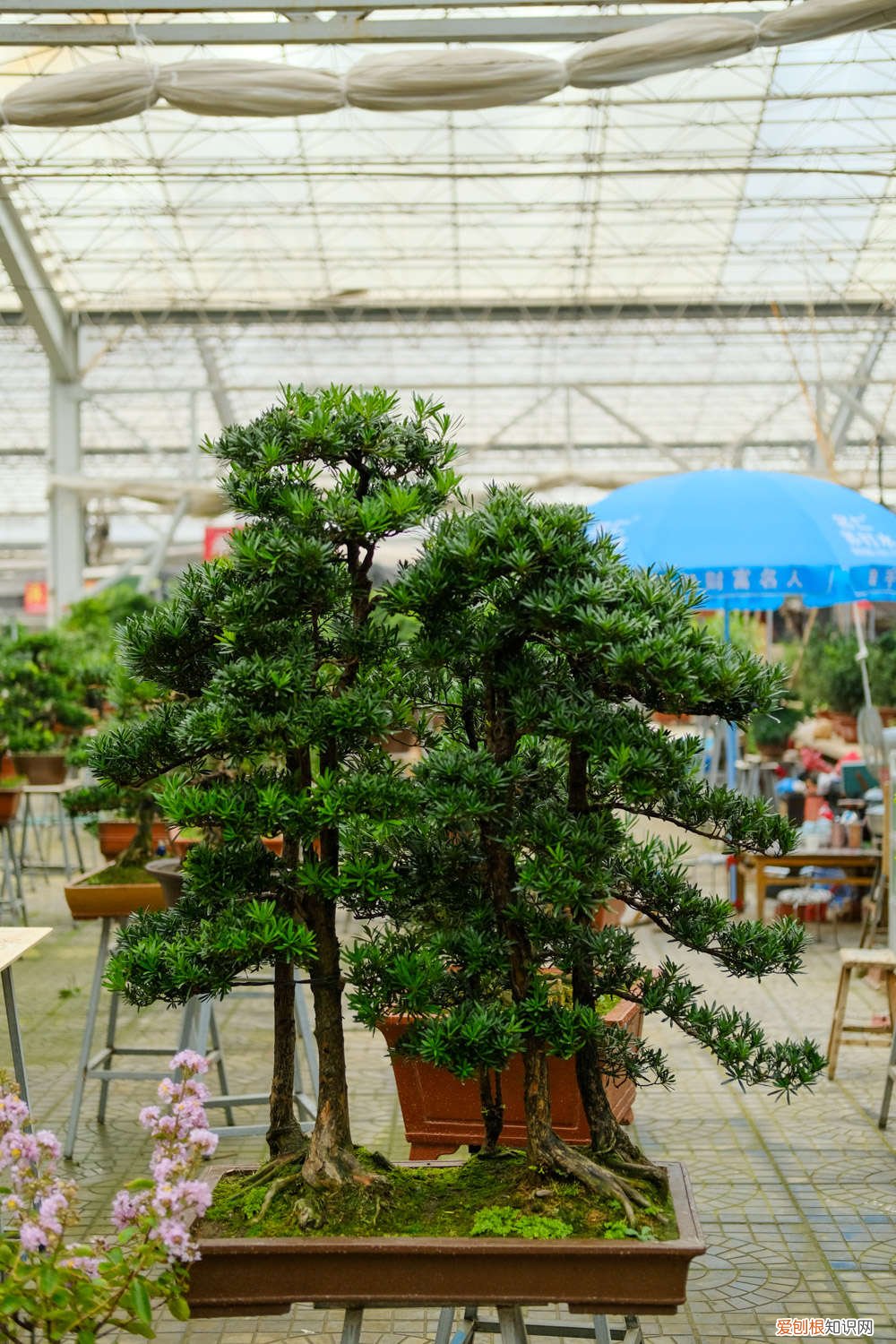 罗汉松怎样才能长粗 罗汉松怎样长粗不长高