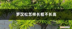 罗汉松怎样才能长粗 罗汉松怎样长粗不长高