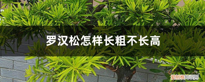 罗汉松怎样才能长粗 罗汉松怎样长粗不长高
