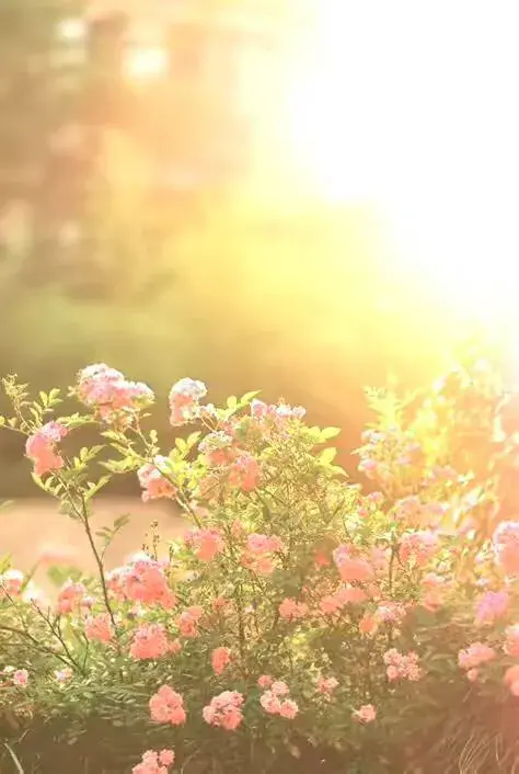 养花散文随笔200字，散文《养花》