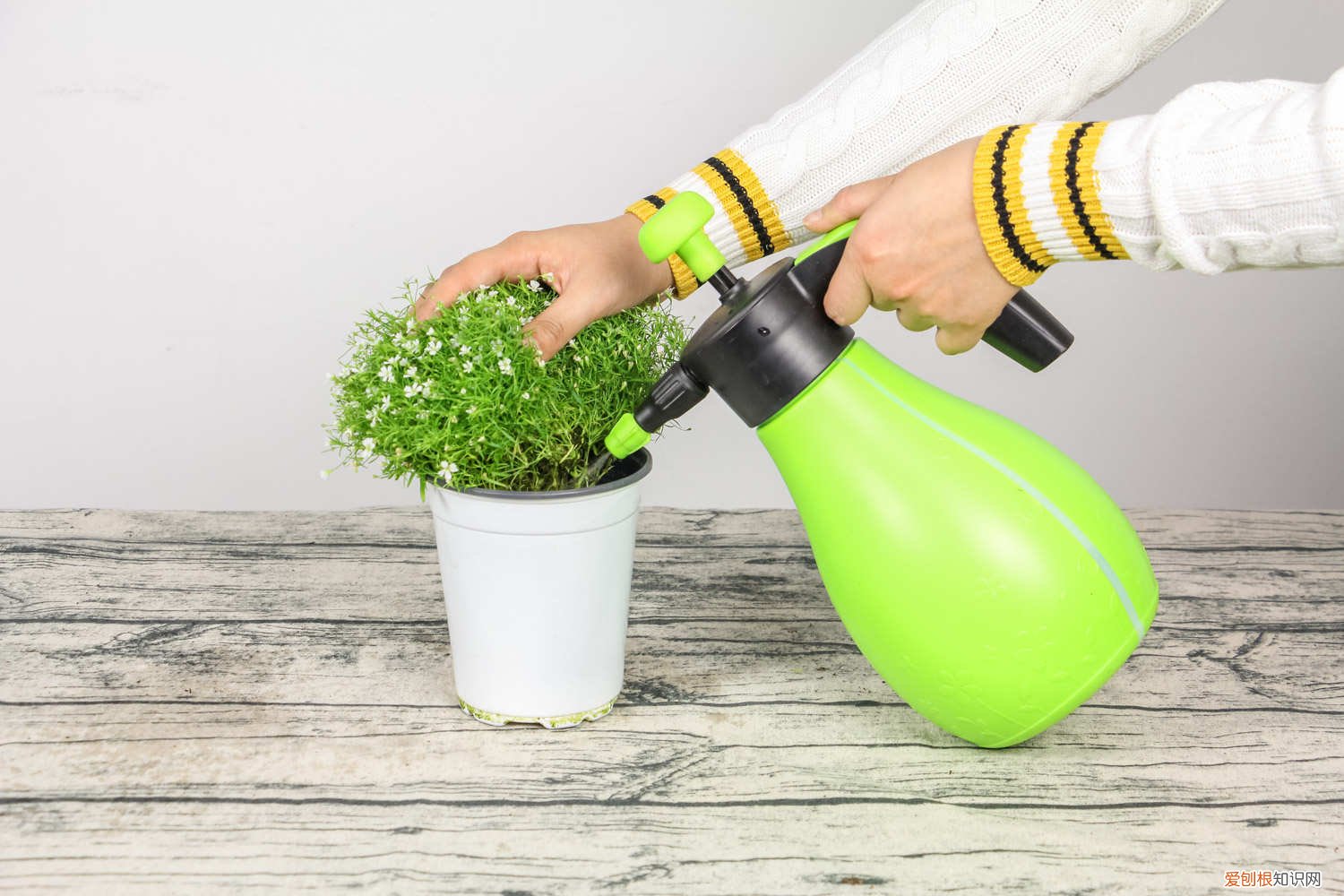 满天星能否水养 满天星可以水养吗