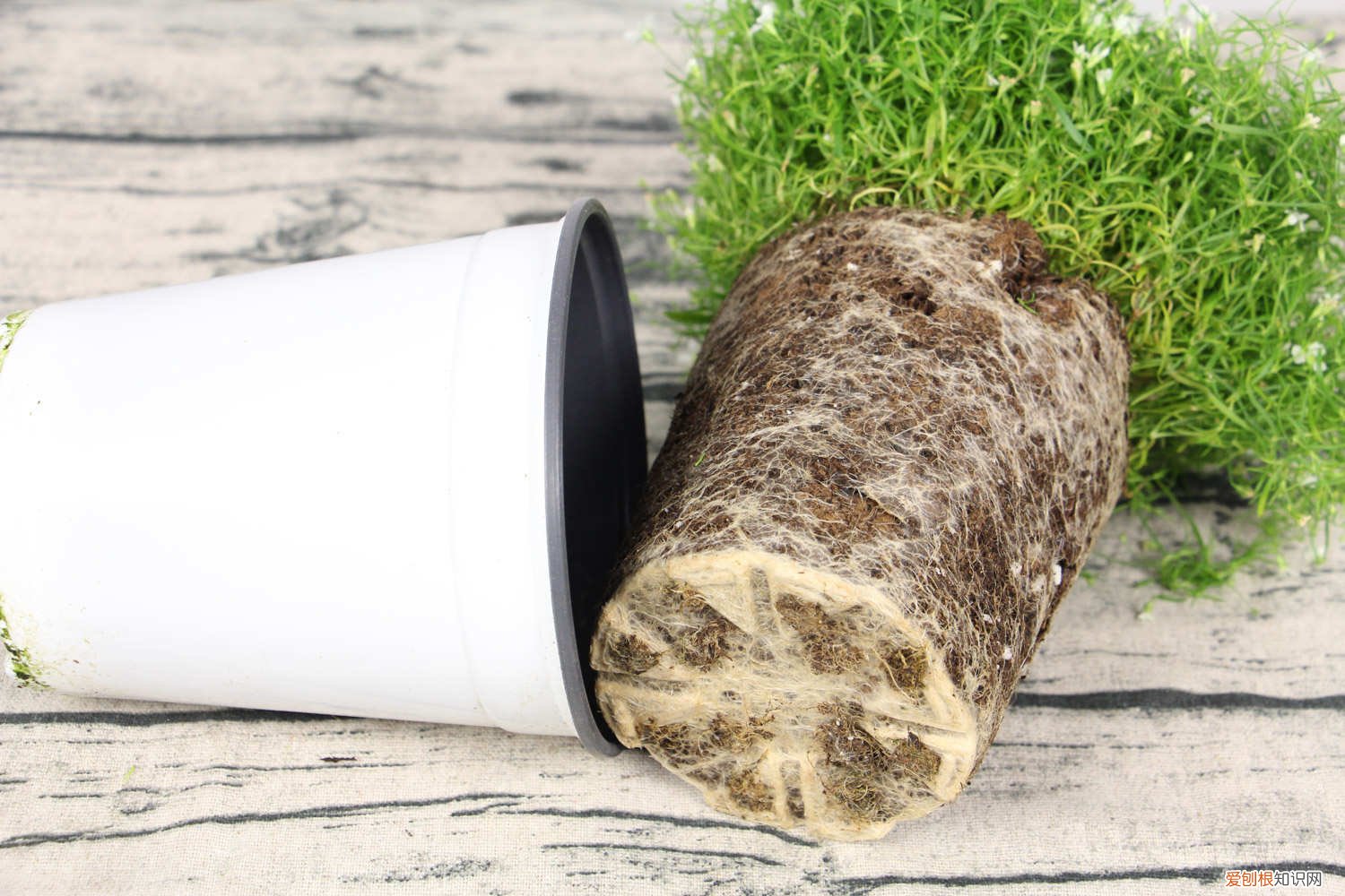 满天星能否水养 满天星可以水养吗