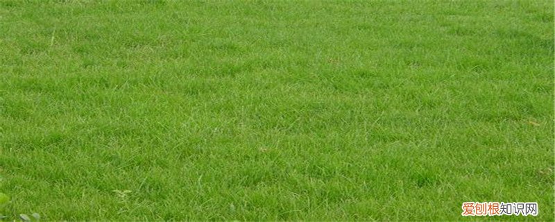草皮如何种植 如何种草皮