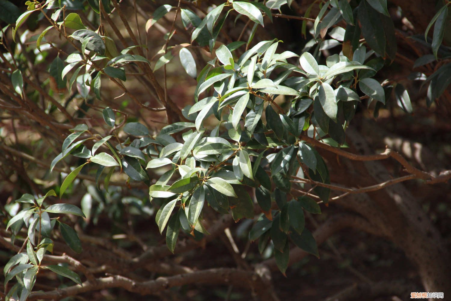 桂花树枝什么时间插 桂花插枝时间和方法
