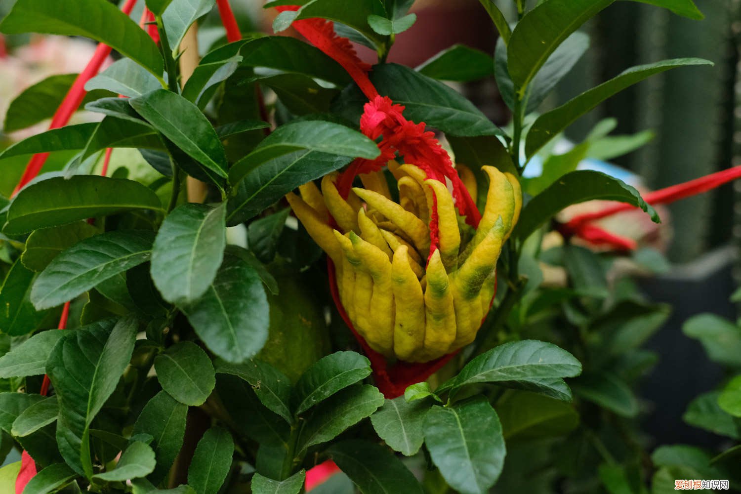 佛手瓜一般什么时候种植 佛手瓜几月份种植