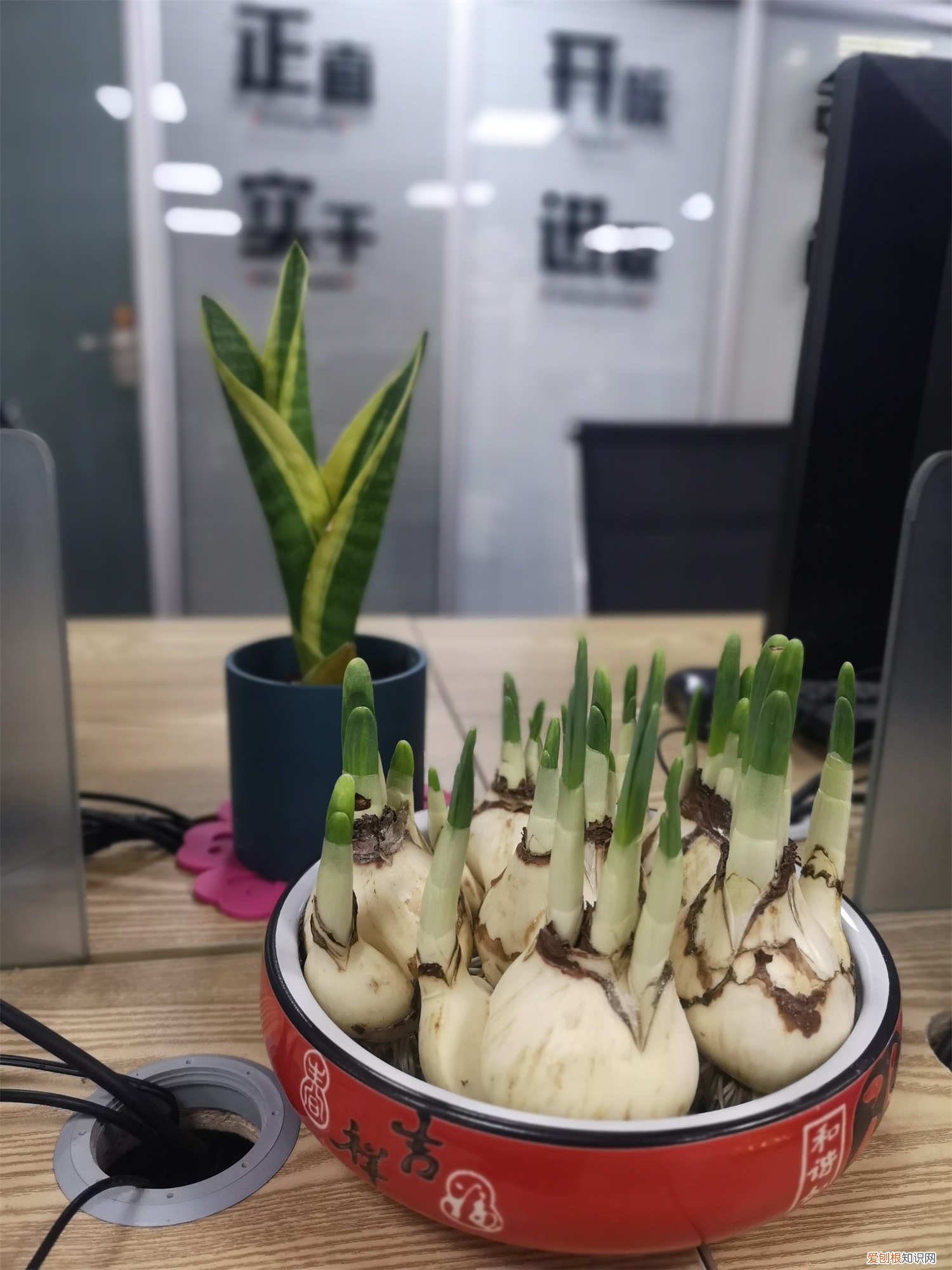 水仙花的叶子长了可以剪掉吗 水仙花剪掉能再长吗