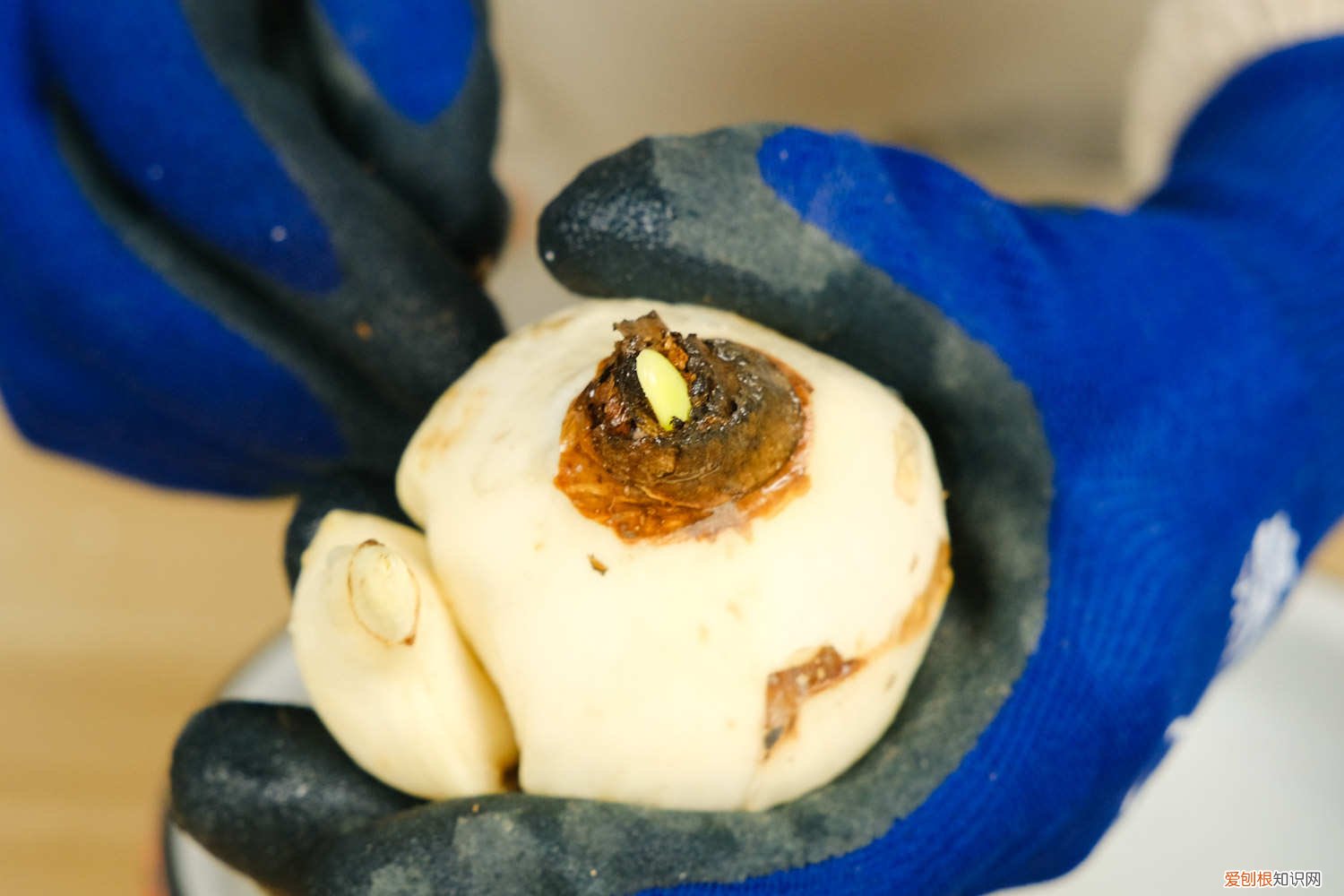 水仙花的叶子可以剪吗视频 水仙花的叶子可以剪吗