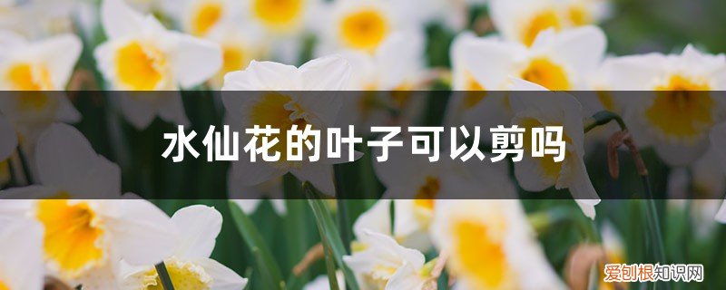 水仙花的叶子可以剪吗视频 水仙花的叶子可以剪吗