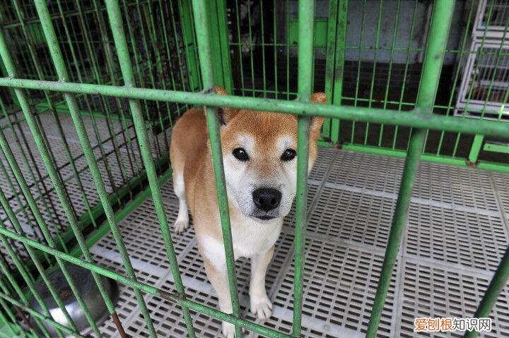 多关注大家多多关注一下，速来关注！宠物峰会讲些啥