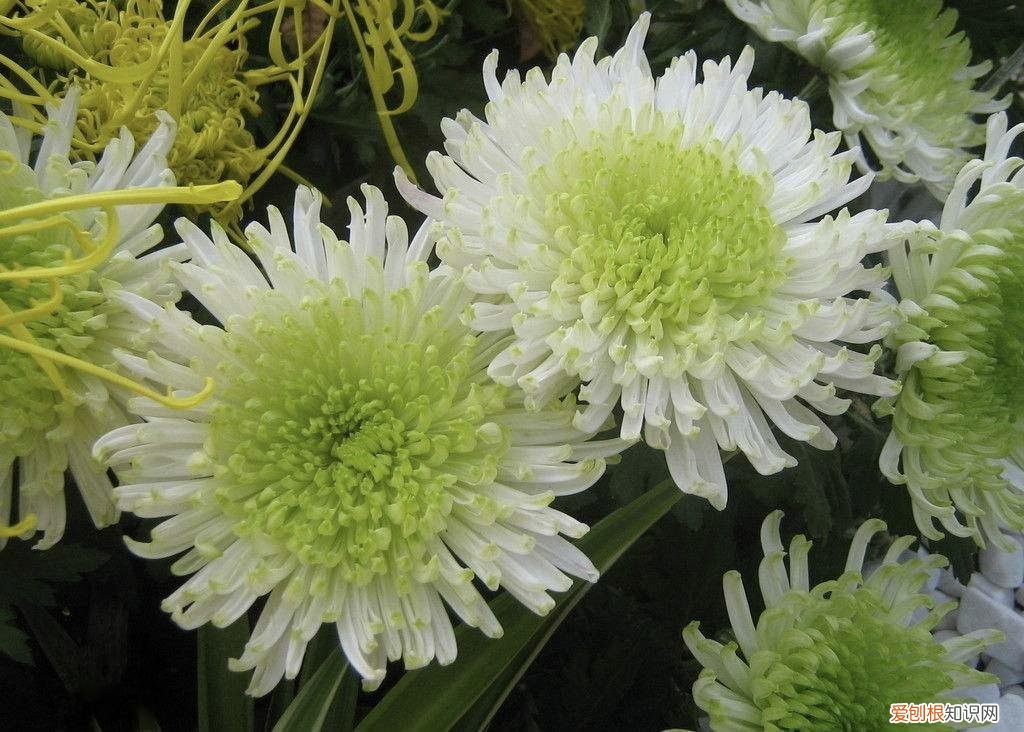 老舍先生把养花作为生活中的一种志趣，《养花》老舍的散文