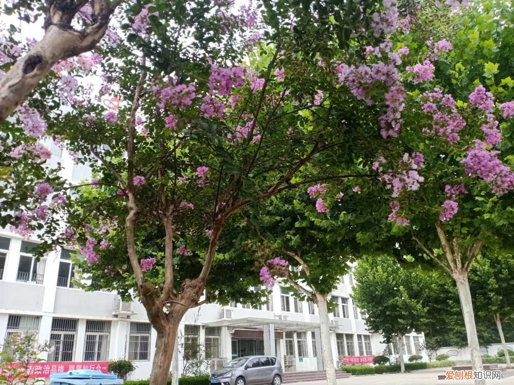 养花要靠育花人，养花与育人