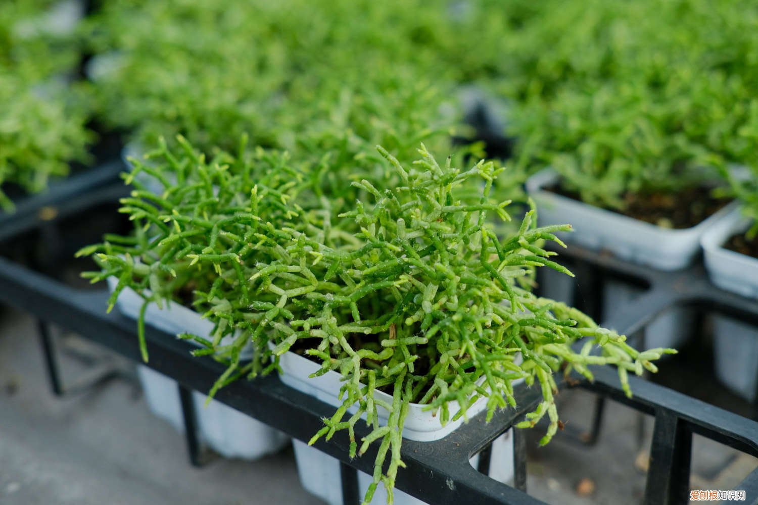 多肉换盆需要晾根吗冬天 多肉换盆需要晾根吗