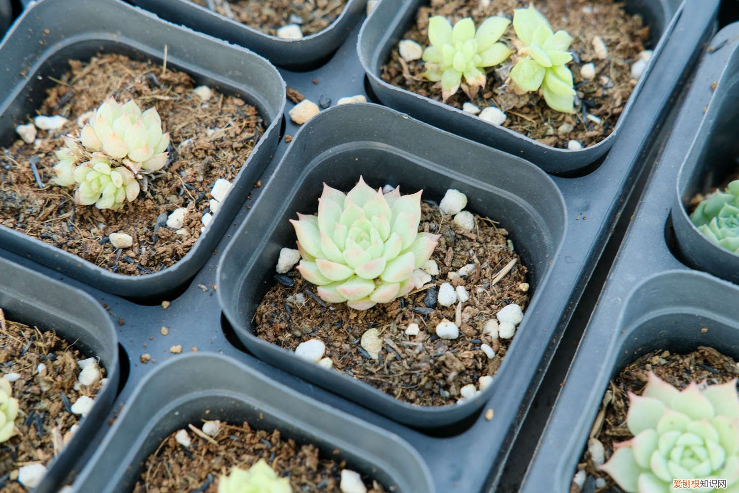 多肉换盆需要晾根吗冬天 多肉换盆需要晾根吗