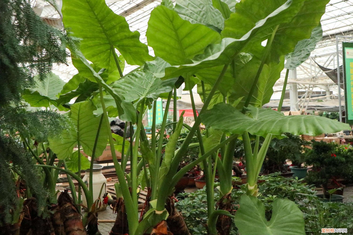 滴水观音上面砍了 滴水观音砍头教程